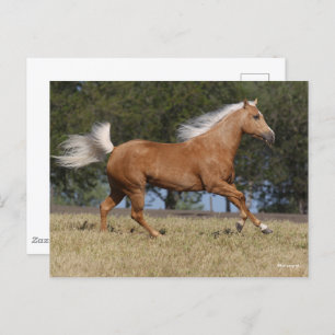 Cartão Postal Bob Langrish   Palomino Quarter Horse Running