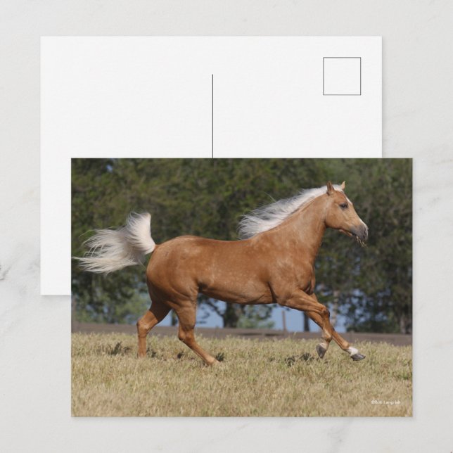 Cartão Postal Bob Langrish | Palomino Quarter Horse Running (Frente/Verso)