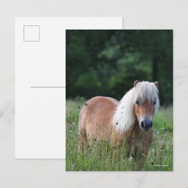 Cartão Postal Bob Langrish | Palomino Shetland Em Grass (Frente/Verso)