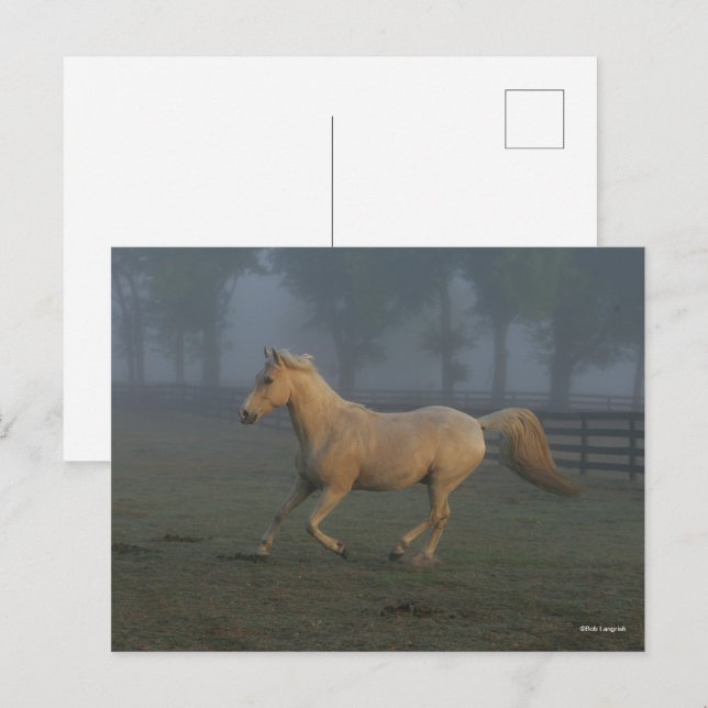 Cartão Postal Bob Langrish | Palomino Tennessee Walker in Mist (Frente/Verso)