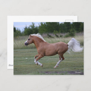 Cartão Postal Bob Langrish   Palomino Welsh Pony Running