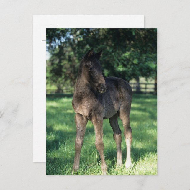 Cartão Postal Bob Langrish | Pão De Boca-Argumentada Em Campo (Frente/Verso)