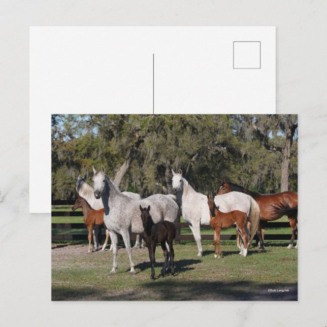 Cartão Postal Bob Langrish | Pés árabes (Frente/Verso)