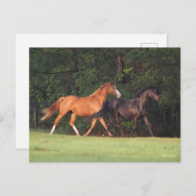 Cartão Postal Bob Langrish | Pônea Costeira Alemã E Oldenburg (Frente/Verso)