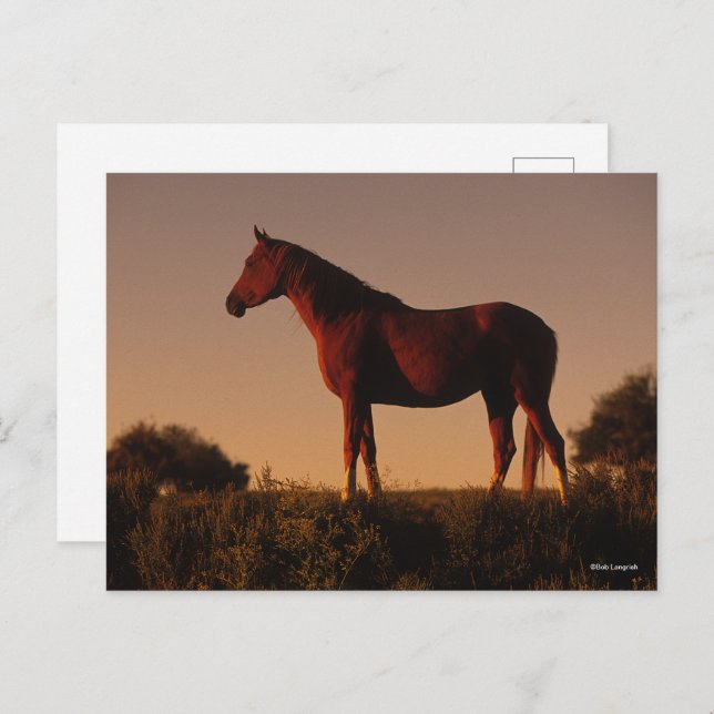 Cartão Postal Bob Langrish | Posição Árabe Ao Sol (Frente/Verso)