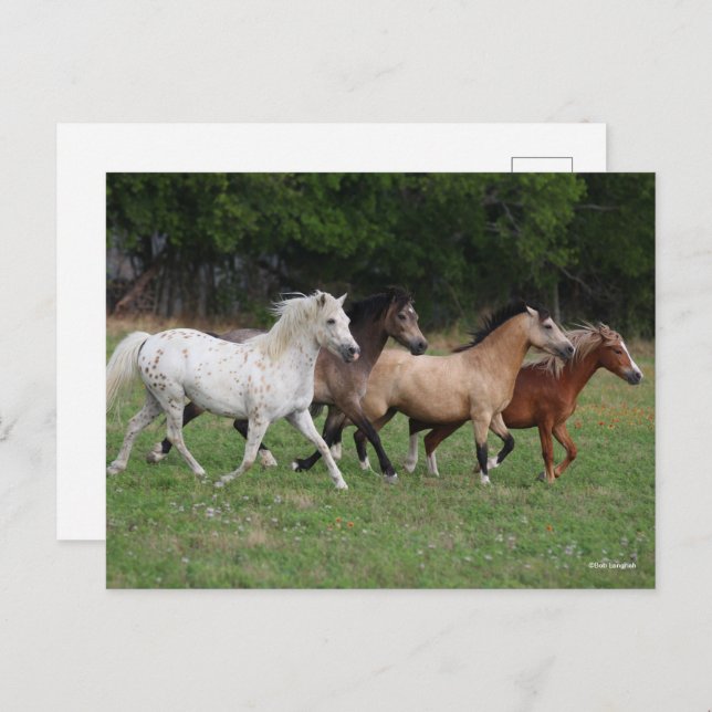 Cartão Postal Bob Langrish | Quatro Pôs Em Corrente Junto (Frente/Verso)