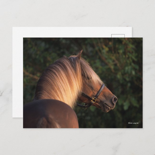 Cartão Postal Bob Langrish | Rocky Mountain Horse foto de rosto (Frente/Verso)