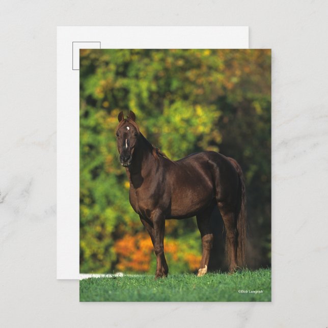 Cartão Postal Bob Langrish Rocky Mountain Horse no outono (Frente/Verso)