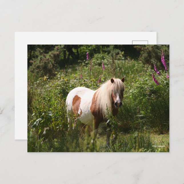 Cartão Postal Bob Langrish | Shetland Pony Em Flores (Frente/Verso)