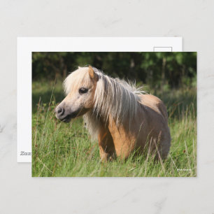 Cartão Postal Bob Langrish Shetland Pony em pé de longa grama