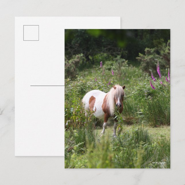 Cartão Postal Bob Langrish | Shetland Pony Por Flores (Frente/Verso)