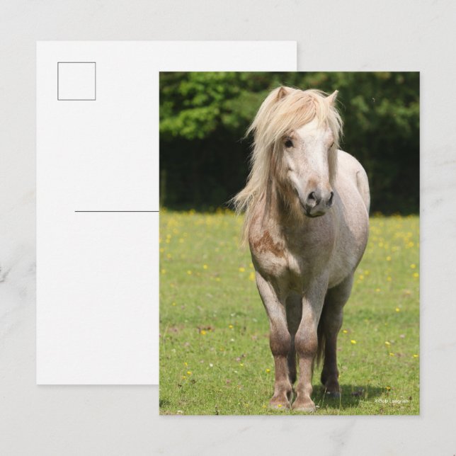Cartão Postal Bob Langrish | Shetland Pony Standby (Frente/Verso)