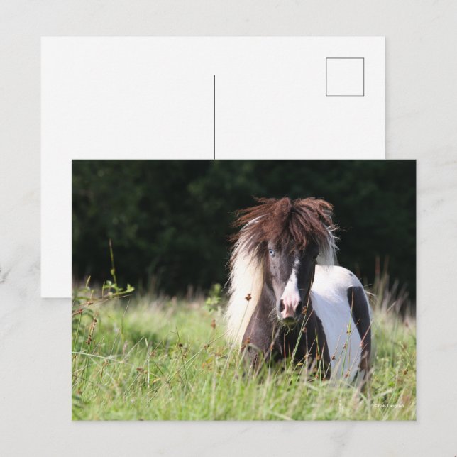 Cartão Postal Bob Langrish | Shetland Stallion Em Situação De Gr (Frente/Verso)