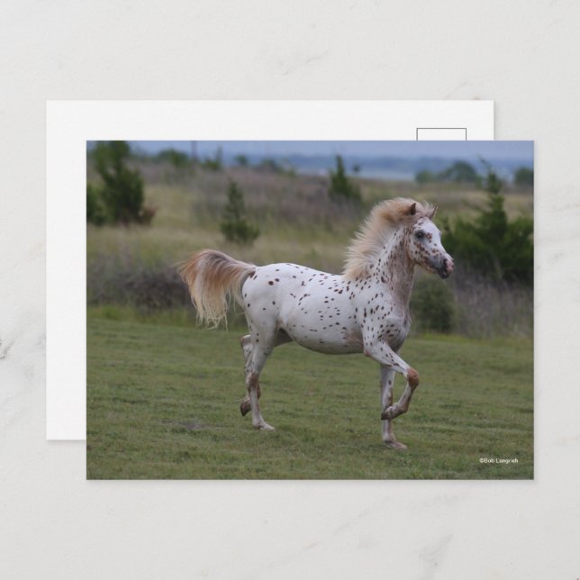 Cartão Postal Bob Langrish | Spotty Pony Da América (Frente/Verso)