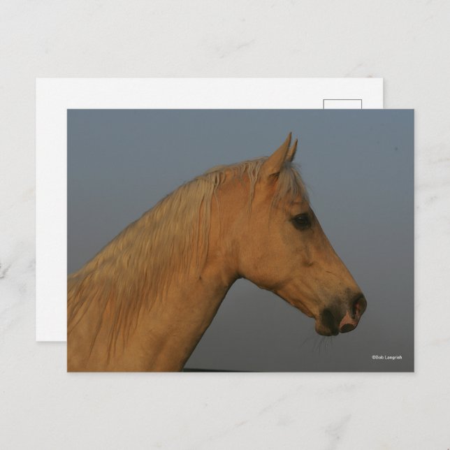 Cartão Postal Bob Langrish | Tennessee Walker Misty Headshot (Frente/Verso)