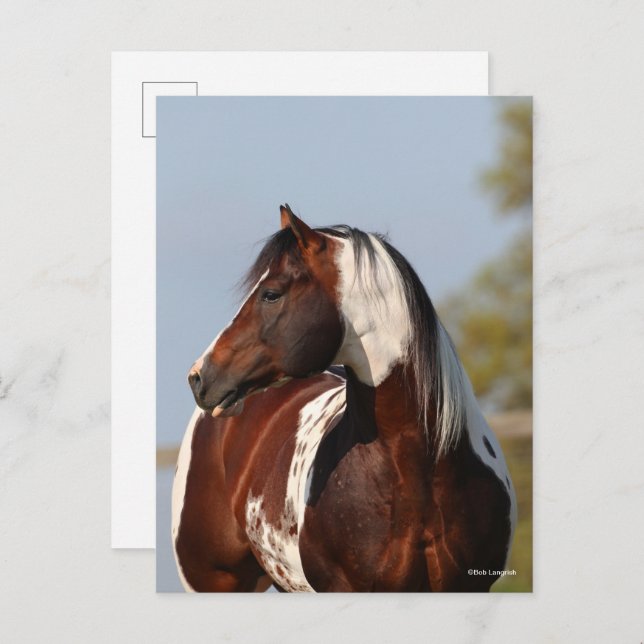 Cartão Postal Bob Langrish | Tobiano Paint Stallion Headshot (Frente/Verso)