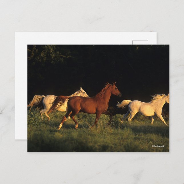 Cartão Postal Bob Langrish Três Árabes Correndo À Noite (Frente/Verso)