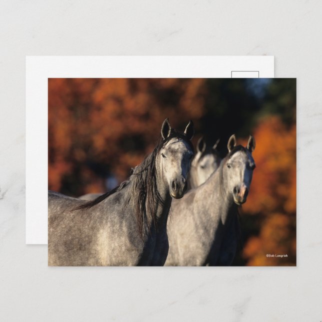 Cartão Postal Bob Langrish | Três Cinzas Árabes Juntos (Frente/Verso)