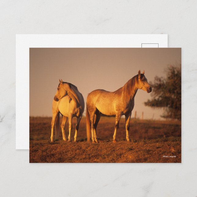 Cartão Postal Bob Langrish | Two Grey Arabs Standing at Sunset (Frente/Verso)