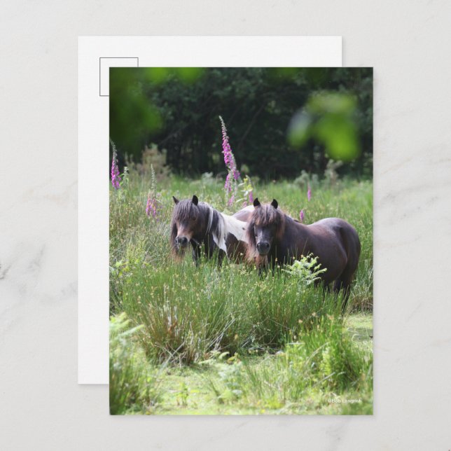 Cartão Postal Bob Langrish Two Shetland Ponies Standing Together (Frente/Verso)