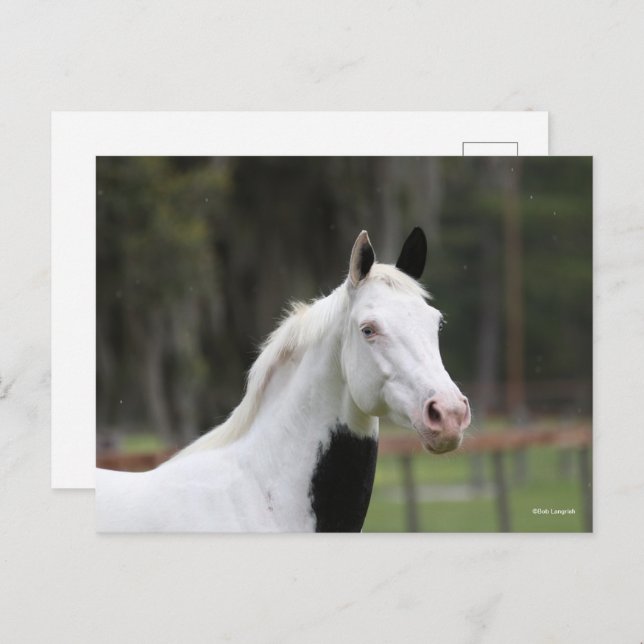 Cartão Postal Bob Langrish | Warmblood Pinto Cavalo (Frente/Verso)
