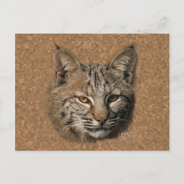 Cartão postal Bobcat (Frente)