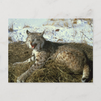 Cartão postal Bobcat