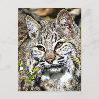 Cartão Postal Bobcat