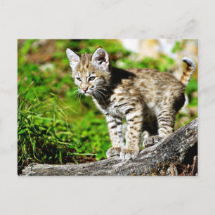 Cartão Postal Bobcat Kitten