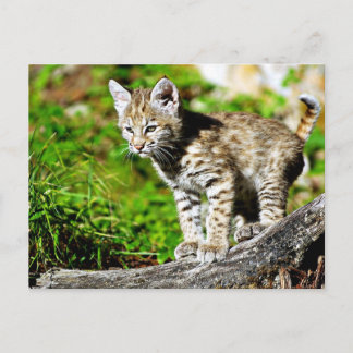 Cartão Postal Bobcat Kitten