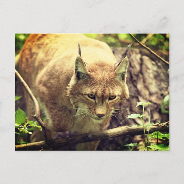 Cartão Postal Bobcat Lynx Wild Life Animal (Frente)