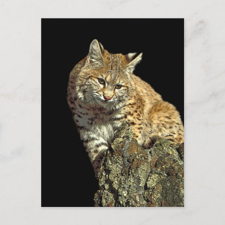 Cartão Postal Bobcat Products from Junglewalk.com