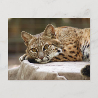 Cartão Postal BobcatBCR018