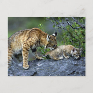 Cartão Postal Bobcats-verão-mãe com gatinho pequeno