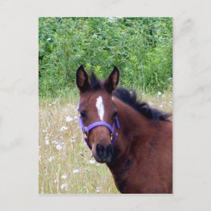 Cartão Postal bobo 1