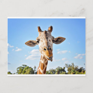Cartão Postal Bobo Giraffe