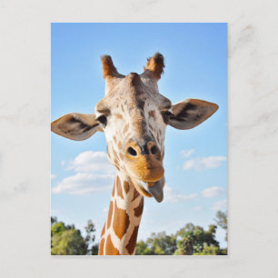 Cartão Postal Bobo Giraffe