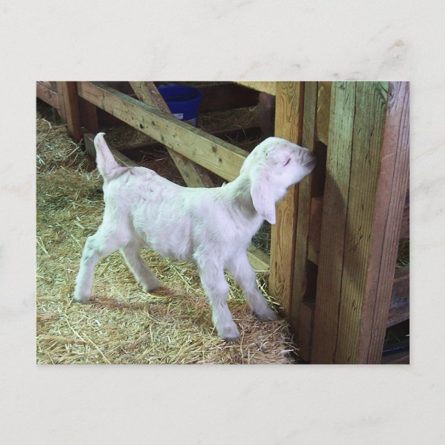 Cartão Postal Bobo Little Kid (Frente)