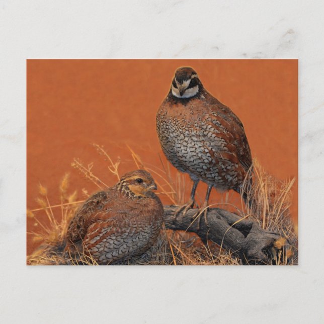 Cartão Postal Bobwhite Quail (Georgia, Missouri e Tennessee) (Frente)