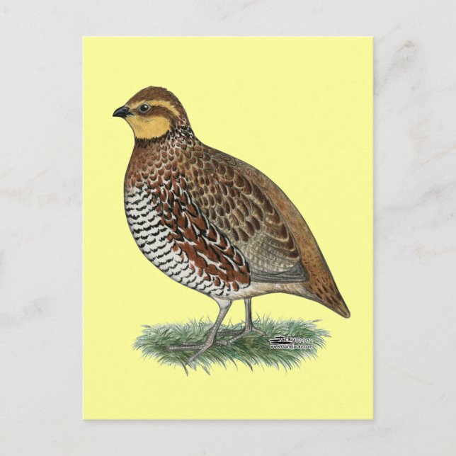 Cartão Postal Bobwhite Quail Hen (Frente)