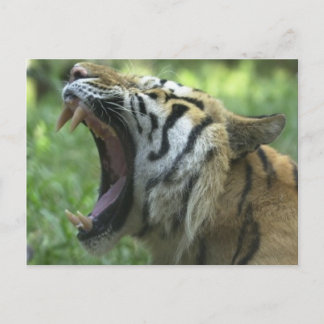 Cartão Postal bocejo