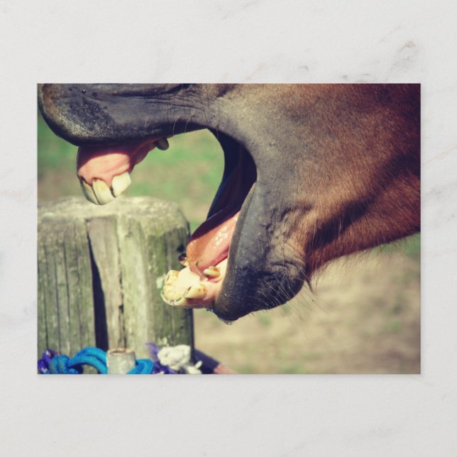 Cartão Postal Bocejo de Cavalo (Frente)