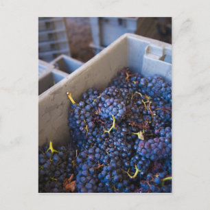 Cartão Postal Bodega Marques de Riscal winery, grapes