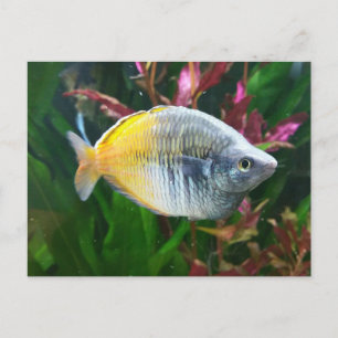 Cartão Postal Boesemani Rainbow