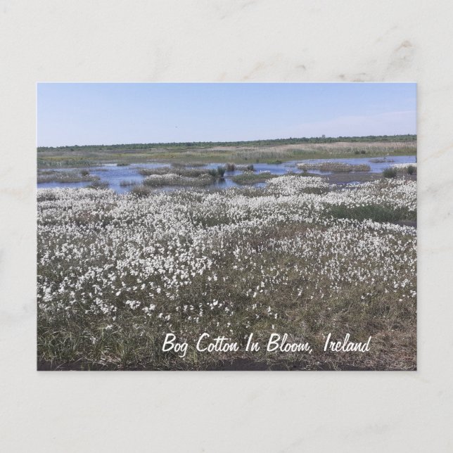 Cartão Postal Bog Cotton in Bloom, Offaly, Irlanda (Frente)