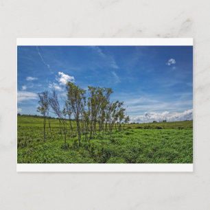 Cartão Postal Bog Forest em Big Meadows