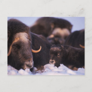 Cartão Postal boi-almiscarado, Ovibos moschatus, vaca com recém-