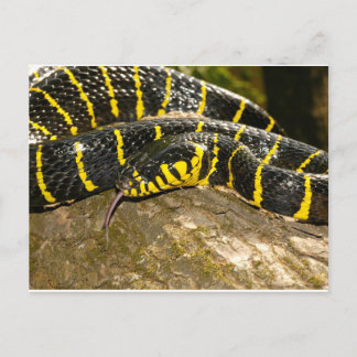 Cartão Postal Boiga dendrophila ou cobra-de-mangue