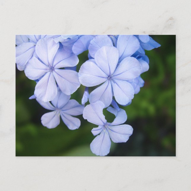 Cartão Postal Bokeh Floral Azul (Frente)