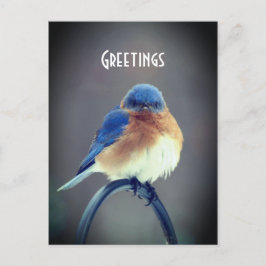 Cartão Postal Bold Bluebird